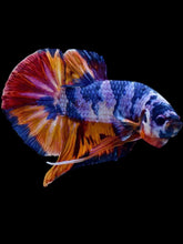 Load image into Gallery viewer, GIANT Male Halfmoon Plakat - Multicolor #2109 - Live Betta Fish

