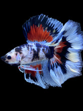 Load image into Gallery viewer, Male Fullmoon - Fancy Dragon #210 - Live Betta Fish
