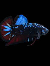 Load image into Gallery viewer, GIANT Male Halfmoon Plakat - Blue Avatar #2111 - Live Betta Fish
