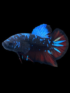 GIANT Male Halfmoon Plakat - Blue Avatar #2111 - Live Betta Fish