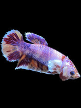 Load image into Gallery viewer, GIANT Female Halfmoon - Purple Candy #2114 Live Betta Fish (SKIN TAG)
