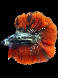 Male Fullmoon - Copper Red Tail #2116 - Live Betta Fish