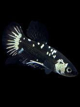 Load image into Gallery viewer, Male Halfmoon Plakat - Black Samurai #2116 - Live Betta Fish
