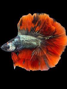 Male Fullmoon - Copper Red Tail #2116 - Live Betta Fish