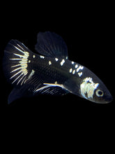 Load image into Gallery viewer, Male Halfmoon Plakat - Black Samurai #2116 - Live Betta Fish
