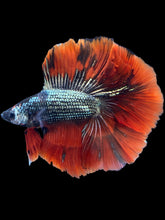 Load image into Gallery viewer, Male Fullmoon - Copper Red Tail #2116 - Live Betta Fish
