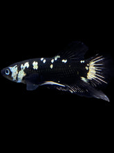 Load image into Gallery viewer, Male Halfmoon Plakat - Black Samurai #2116 - Live Betta Fish

