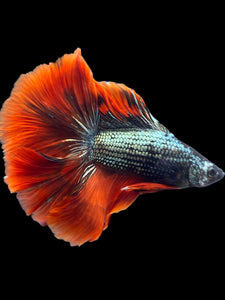 Male Fullmoon - Copper Red Tail #2116 - Live Betta Fish