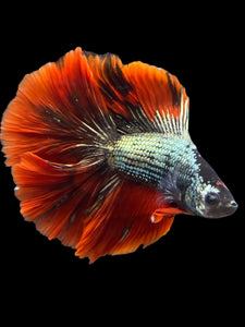 Male Fullmoon - Copper Red Tail #2116 - Live Betta Fish