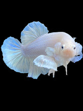 Load image into Gallery viewer, GIANT Male Halfmoon Plakat - White Platinum Dumbo #2117 - Live Betta Fish (SMALL SIZE)

