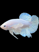 Load image into Gallery viewer, GIANT Male Halfmoon Plakat - White Platinum Dumbo #2117 - Live Betta Fish (SMALL SIZE)
