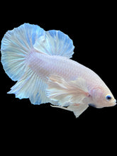 Load image into Gallery viewer, GIANT Male Halfmoon Plakat - White Platinum Dumbo #2117 - Live Betta Fish (SMALL SIZE)
