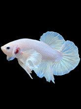 Load image into Gallery viewer, GIANT Male Halfmoon Plakat - White Platinum Dumbo #2117 - Live Betta Fish (SMALL SIZE)

