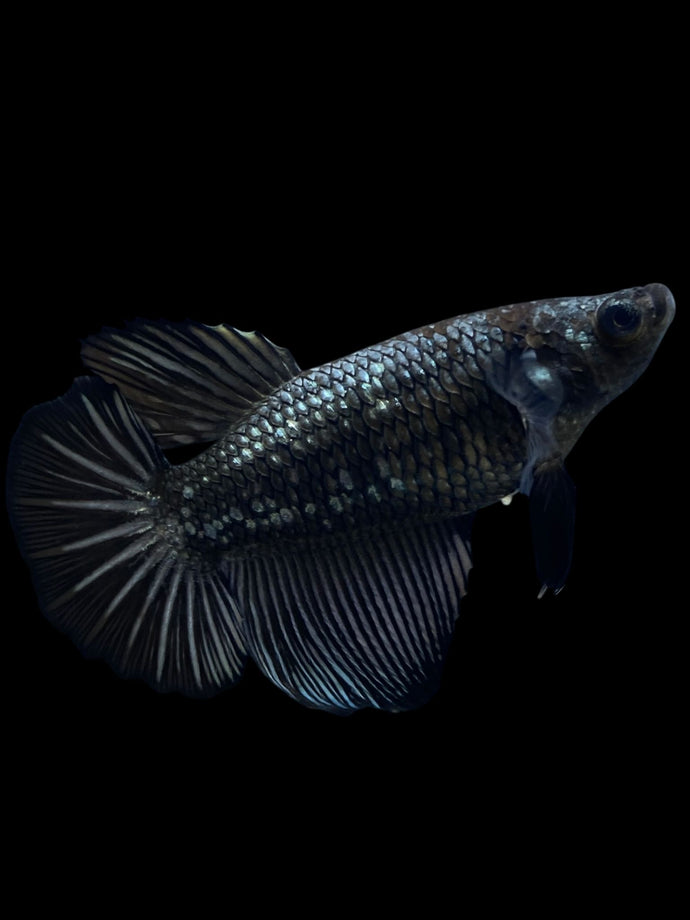 TOP GRADE Female Halfmoon - Copper #2118 - Live Betta Fish