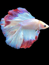 Load image into Gallery viewer, Male Fullmoon - Purple Rim #2118 - Live Betta Fish
