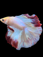 Load image into Gallery viewer, Male Fullmoon - Purple Rim #2118 - Live Betta Fish
