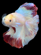 Load image into Gallery viewer, Male Fullmoon - Purple Rim #2118 - Live Betta Fish
