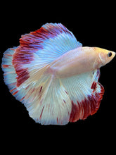 Load image into Gallery viewer, Male Fullmoon - Purple Rim #2118 - Live Betta Fish
