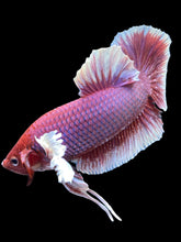 Load image into Gallery viewer, GIANT Male Halfmoon Plakat - Lavender Dumbo #2120 - Live Betta Fish
