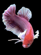 Load image into Gallery viewer, GIANT Male Halfmoon Plakat - Lavender Dumbo #2120 - Live Betta Fish
