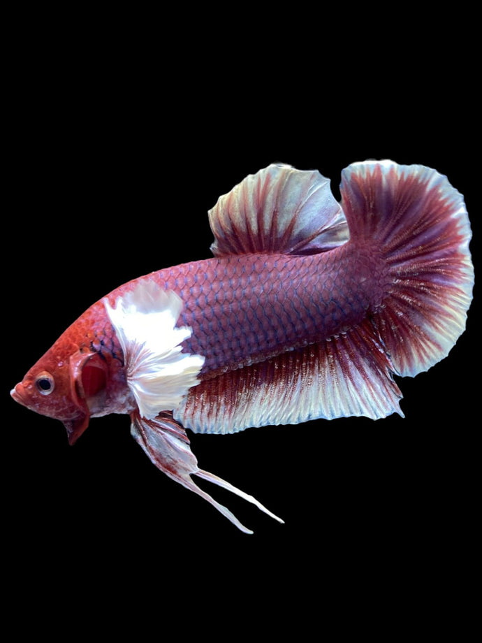 GIANT Male Halfmoon Plakat - Lavender Dumbo #2120 - Live Betta Fish
