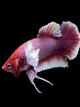 Load image into Gallery viewer, GIANT Male Halfmoon Plakat - Lavender Dumbo #2120 - Live Betta Fish
