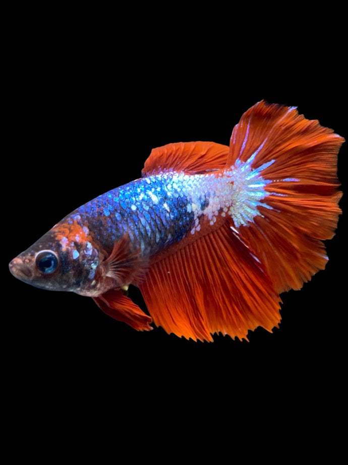 TOP GRADE Female Rosetail - Fancy Dragon #2122 - Live Betta Fish