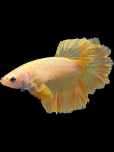 Load image into Gallery viewer, TOP GRADE Female Rosetail - Yellow #2124 - Live Betta Fish
