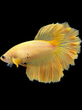 Load image into Gallery viewer, TOP GRADE Female Rosetail - Yellow #2124 - Live Betta Fish
