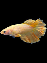 Load image into Gallery viewer, TOP GRADE Female Rosetail - Yellow #2124 - Live Betta Fish
