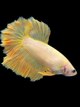 Load image into Gallery viewer, TOP GRADE Female Rosetail - Yellow #2124 - Live Betta Fish
