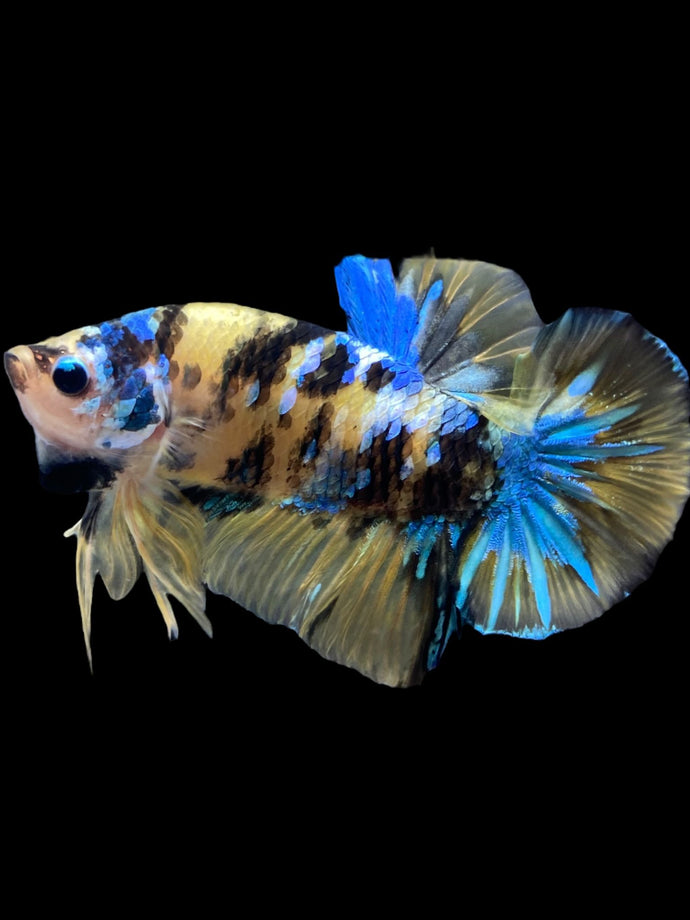 GIANT Male Halfmoon Plakat - Yellow Galaxy #2127 - Live Betta Fish