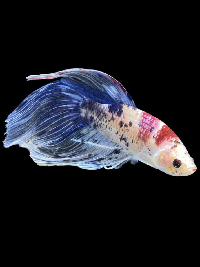 Male Veiltail - Tancho #2128 - Live Betta Fish