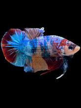 Load image into Gallery viewer, GIANT Male Halfmoon Plakat - Multicolor #2130 - Live Betta Fish
