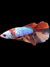Load image into Gallery viewer, TOP GRADE Female Halfmoon - Galaxy #2133 - Live Betta Fish
