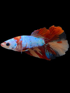 TOP GRADE Female Halfmoon - Galaxy #2133 - Live Betta Fish