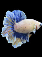 Load image into Gallery viewer, TOP GRADE Female Rosetail - Blue Sky #2135 - Live Betta Fish
