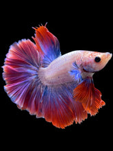 Load image into Gallery viewer, Male Rosetail - Two Tone #2136 - Live Betta Fish
