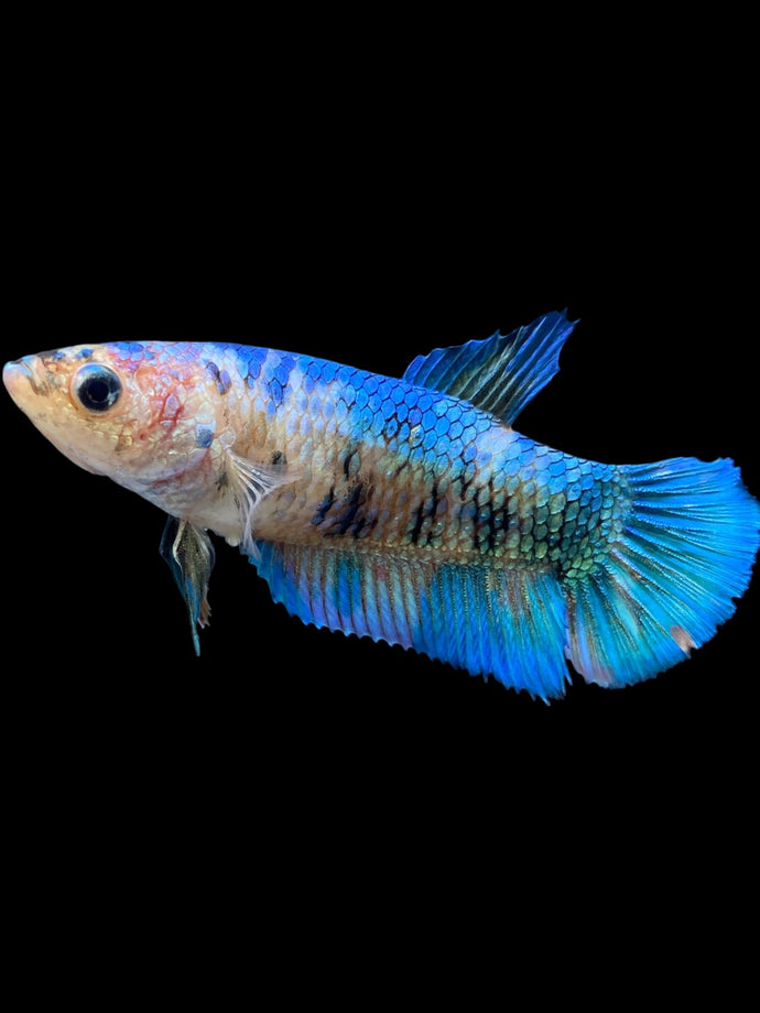 GIANT Female Halfmoon Plakat - Galaxy #2137 Live Betta Fish
