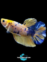 Load image into Gallery viewer, Male Halfmoon Plakat - Yellow Galaxy #213 - Live Betta Fish
