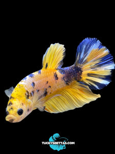 Male Halfmoon Plakat - Yellow Galaxy #213 - Live Betta Fish