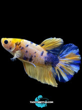 Load image into Gallery viewer, Male Halfmoon Plakat - Yellow Galaxy #213 - Live Betta Fish
