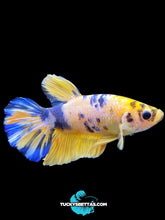 Load image into Gallery viewer, Male Halfmoon Plakat - Yellow Galaxy #213 - Live Betta Fish
