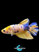 Load image into Gallery viewer, Male Halfmoon Plakat - Yellow Galaxy #213 - Live Betta Fish
