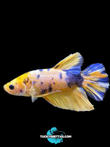 Male Halfmoon Plakat - Yellow Galaxy #213 - Live Betta Fish