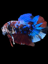 Load image into Gallery viewer, GIANT Male Halfmoon Plakat - Galaxy #2144 - Live Betta Fish
