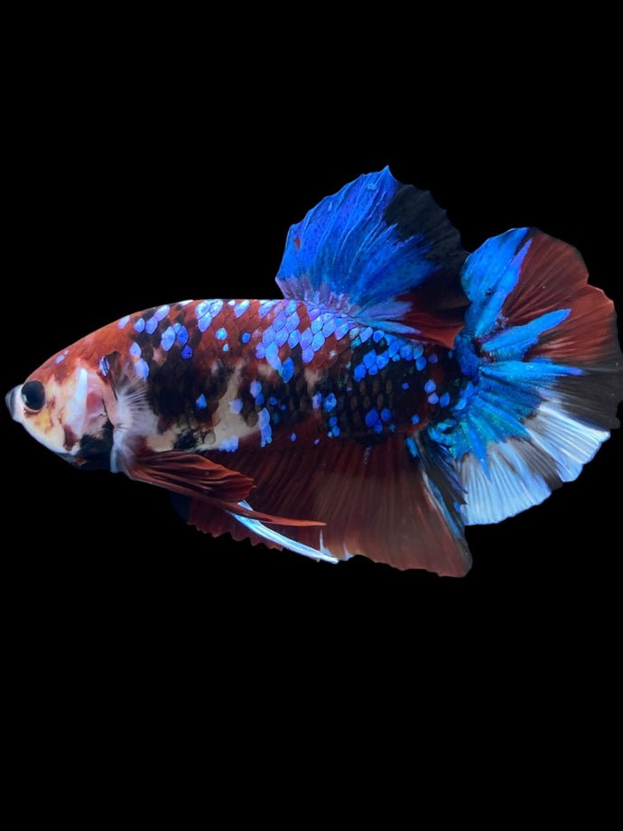 GIANT Male Halfmoon Plakat - Galaxy #2144 - Live Betta Fish