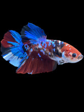 Load image into Gallery viewer, GIANT Male Halfmoon Plakat - Galaxy #2144 - Live Betta Fish
