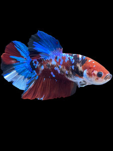 GIANT Male Halfmoon Plakat - Galaxy #2144 - Live Betta Fish