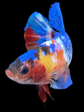 Load image into Gallery viewer, Female Halfmoon Plakat - Multicolor #2146 - Live Betta Fish
